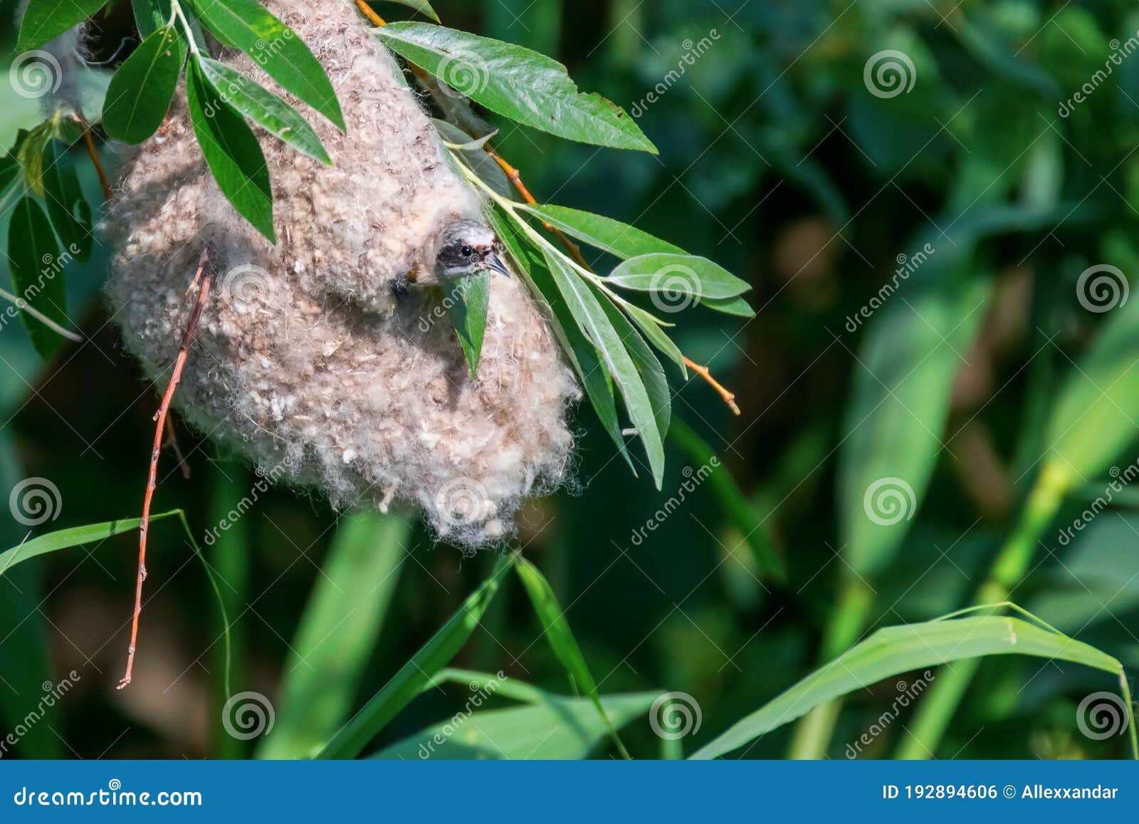 eurasian penduline tit in nestÃÂ remiz pendulinus